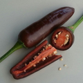 Semillas aji  Brown Jalapeño