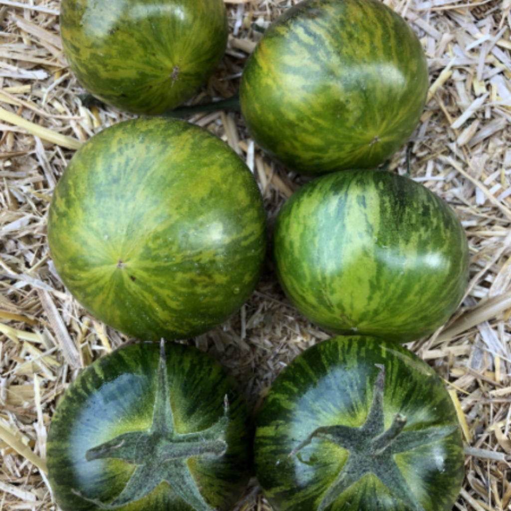 Semillas Tomate ab tiger pillar
