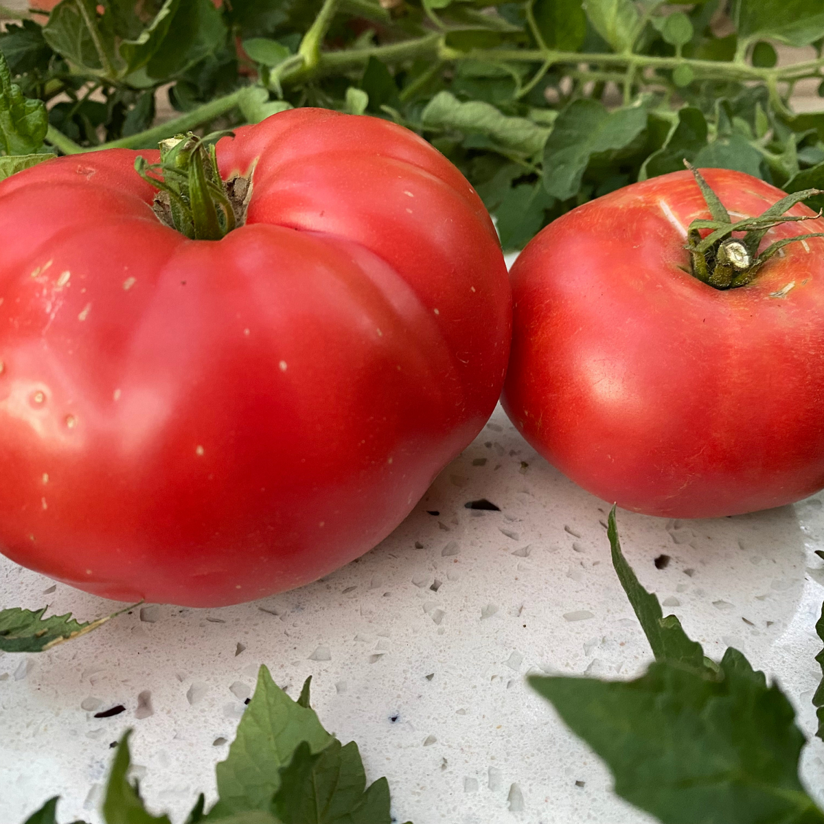 Semillas Tomate Classis Beefsteak