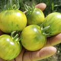 Semillas Tomate green vernissage