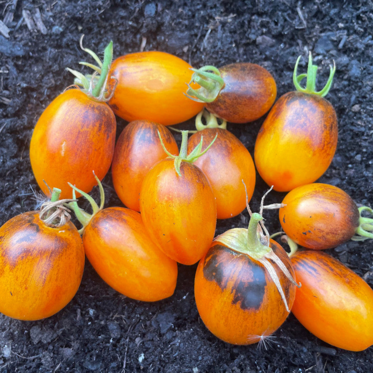 Semillas Tomate Atomic Sunset