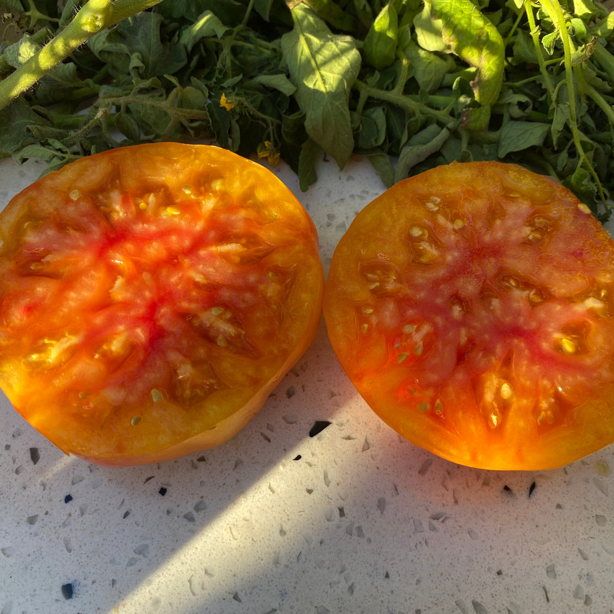 Semillas Tomate Jerusalem Giant