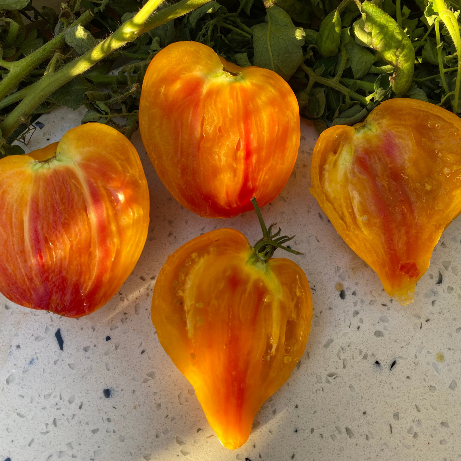 Semillas Tomate Bleeding Heart