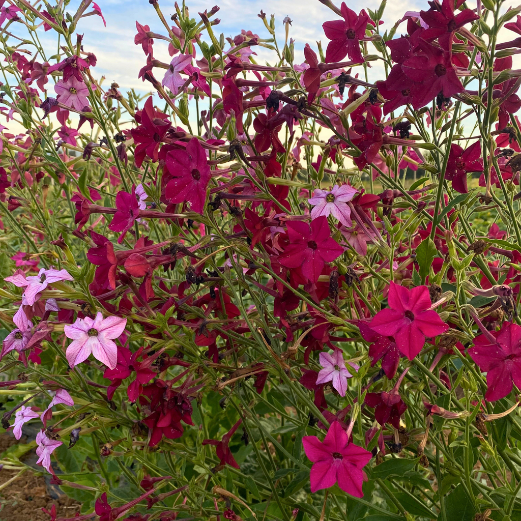 Semillas Nicotiana Crimson Bedder