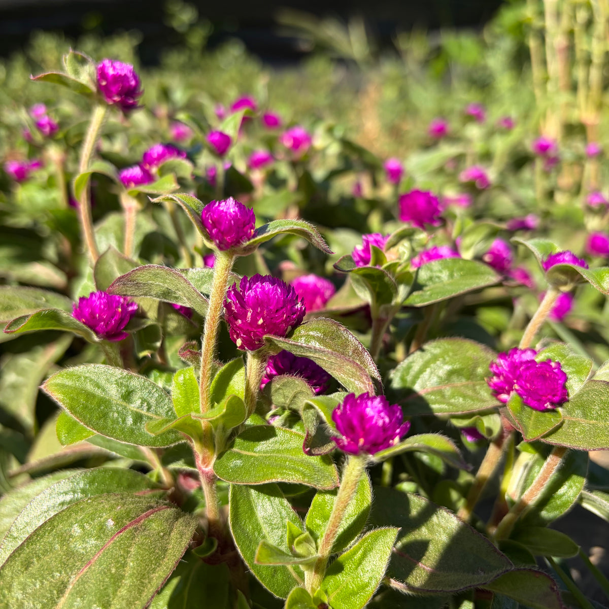 Semillas Gomphrena buddy purple