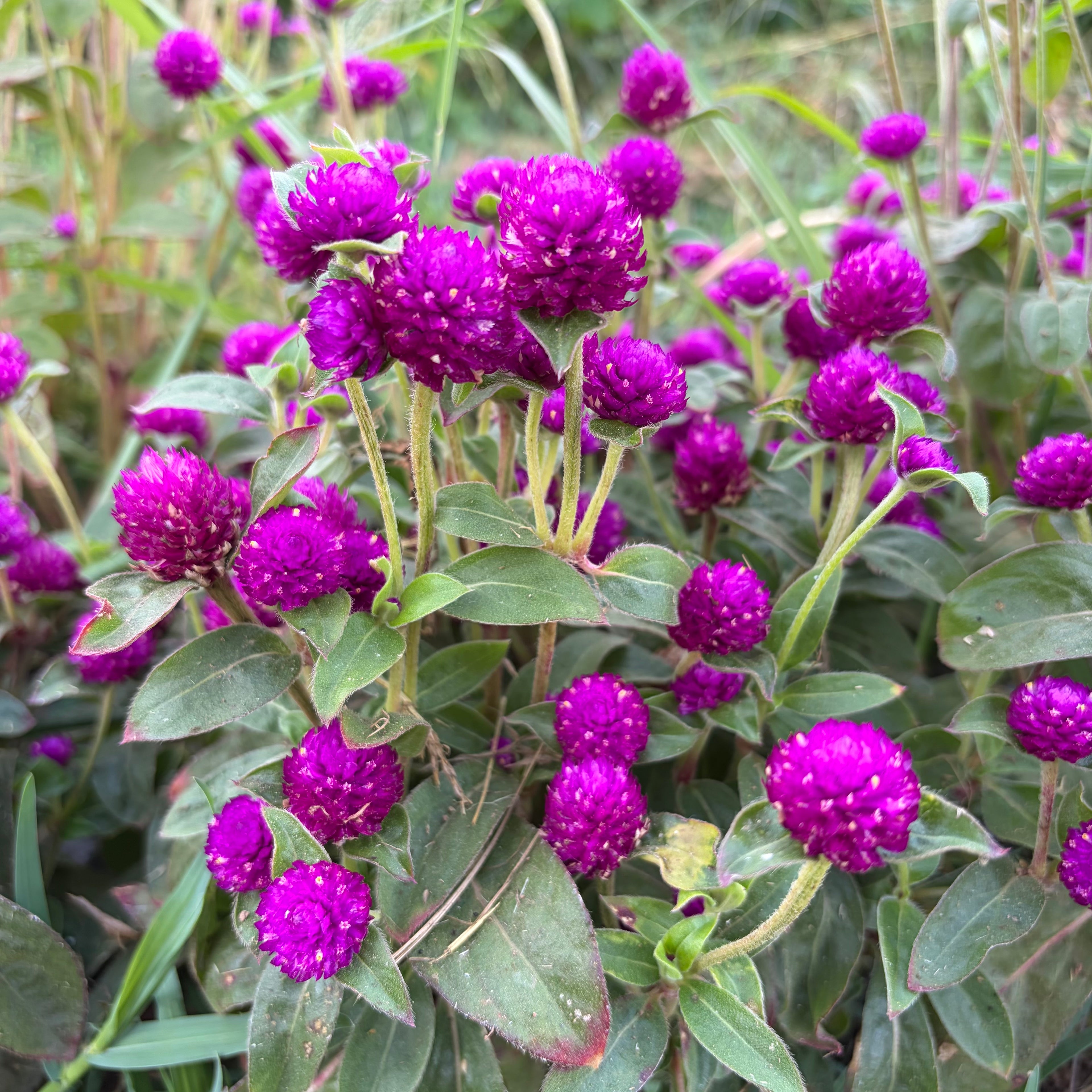 Semillas Gomphrena buddy purple