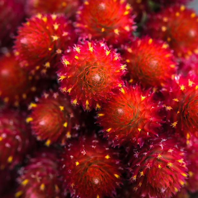 Semillas Gomphrena strawberry field