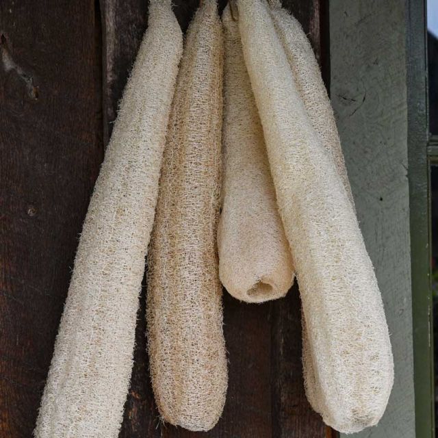Semillas zapallo Luffa
