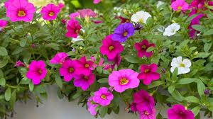 Semilla Petunia Simple
