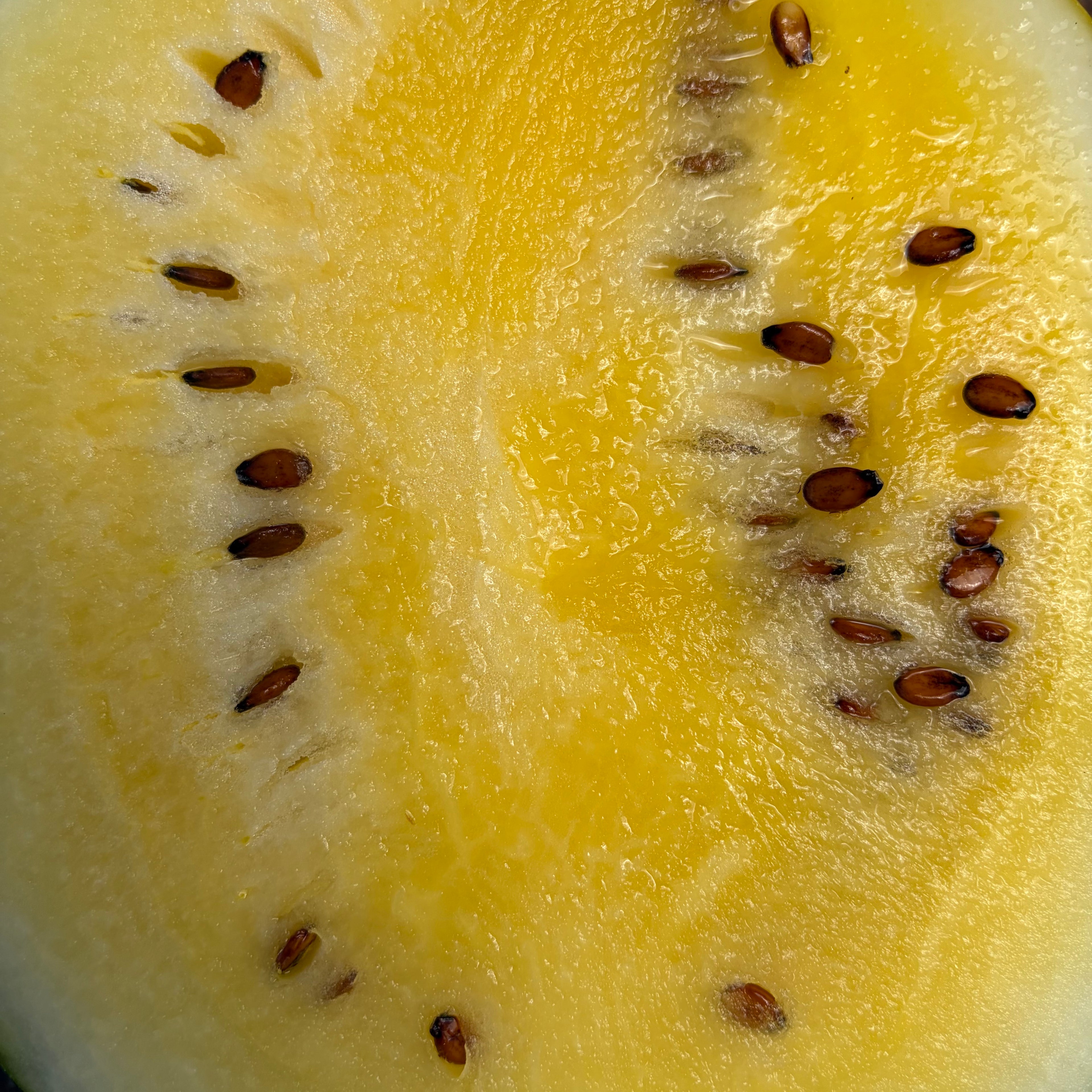 Semilla Sandia  Janosik