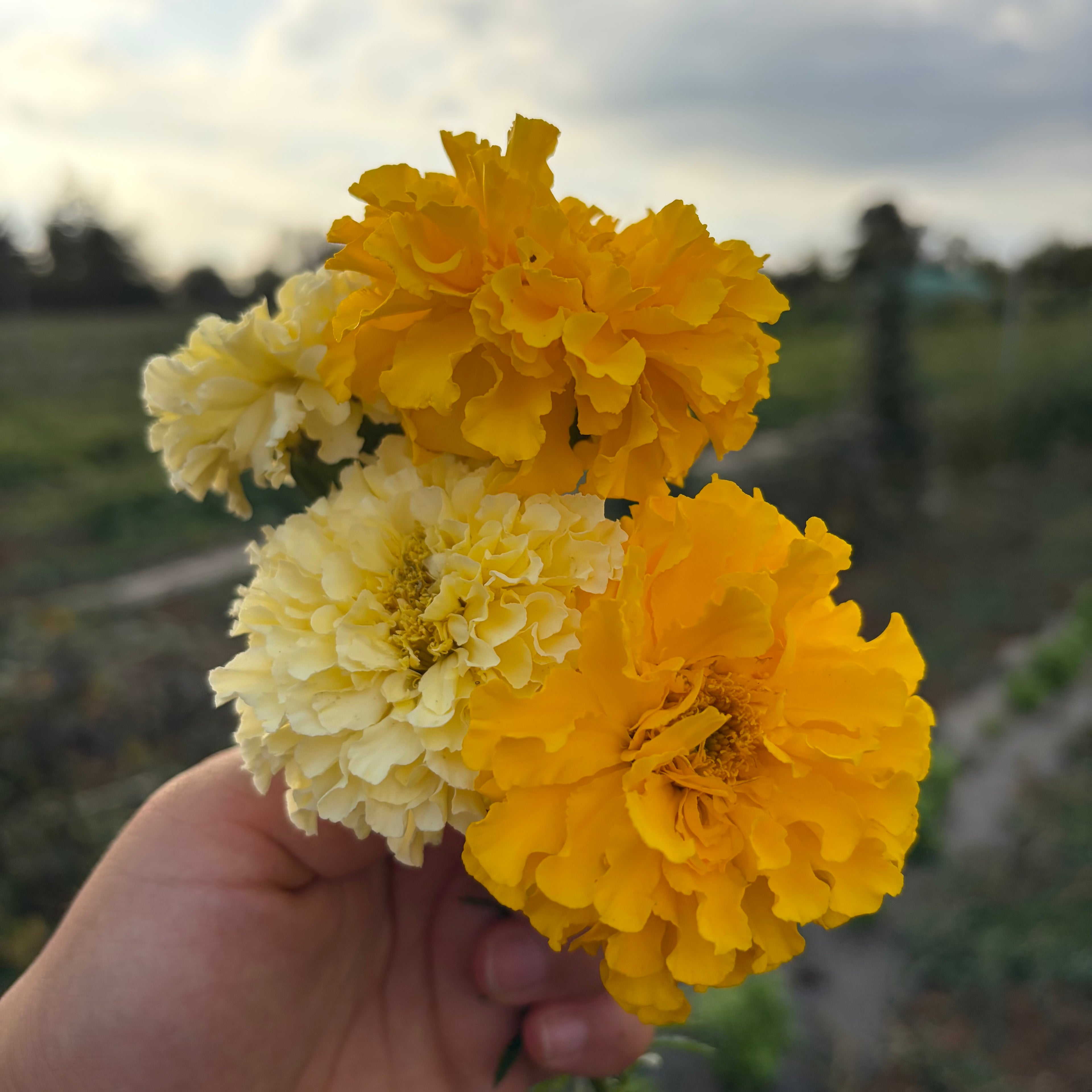 Semillas Marigolds Kilimanjaro white y yellow