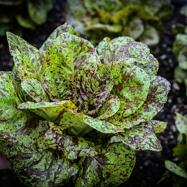 Semillas lechuga  flashy butter gem