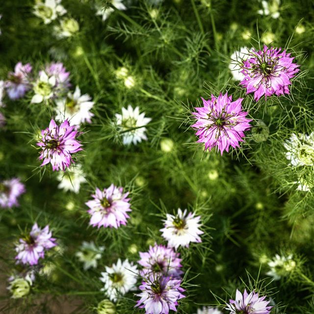 Semillas Love in a Mist Mulberry Rose