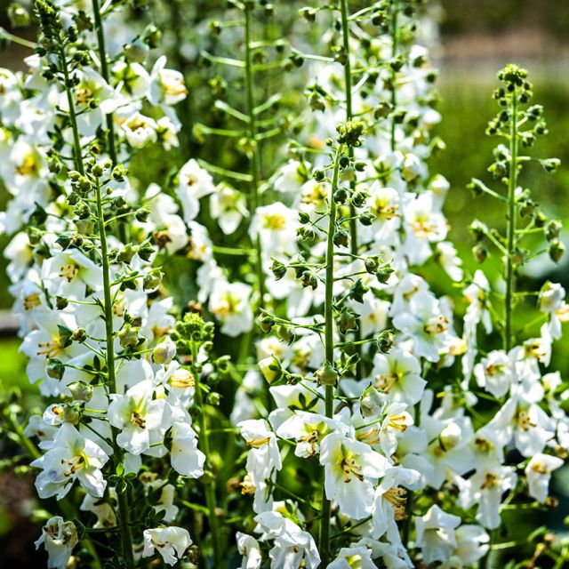 Semillas Mullein Bride White
