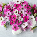 Semillas nicotiana Marshmallow