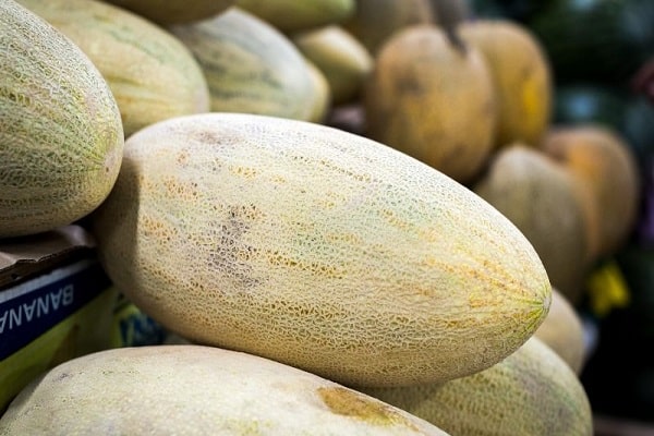 Semillas Semilla Melon Tejen
