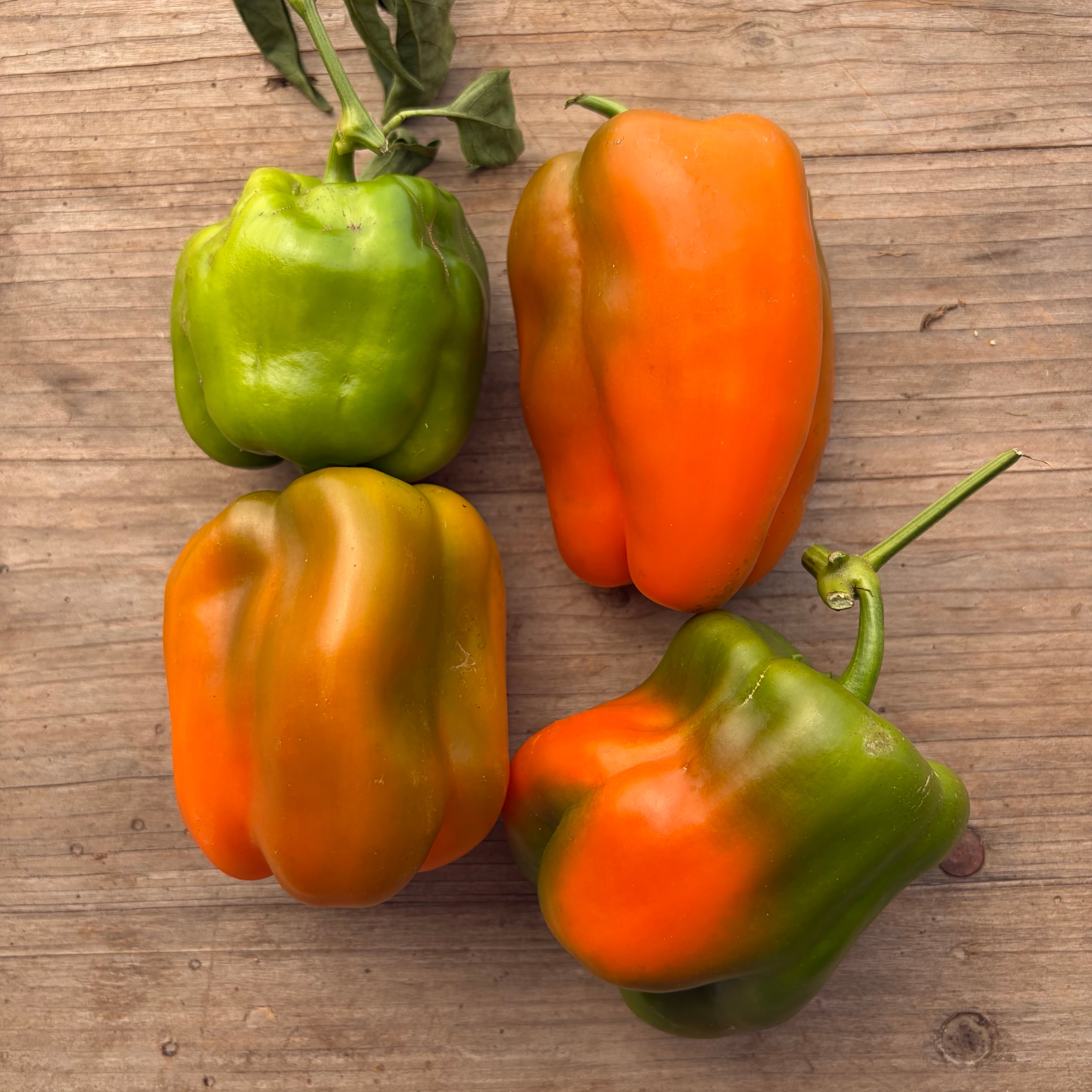 Semillas Pimenton Orange Bell