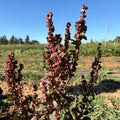 Semillas Orash, espinaca de montaña