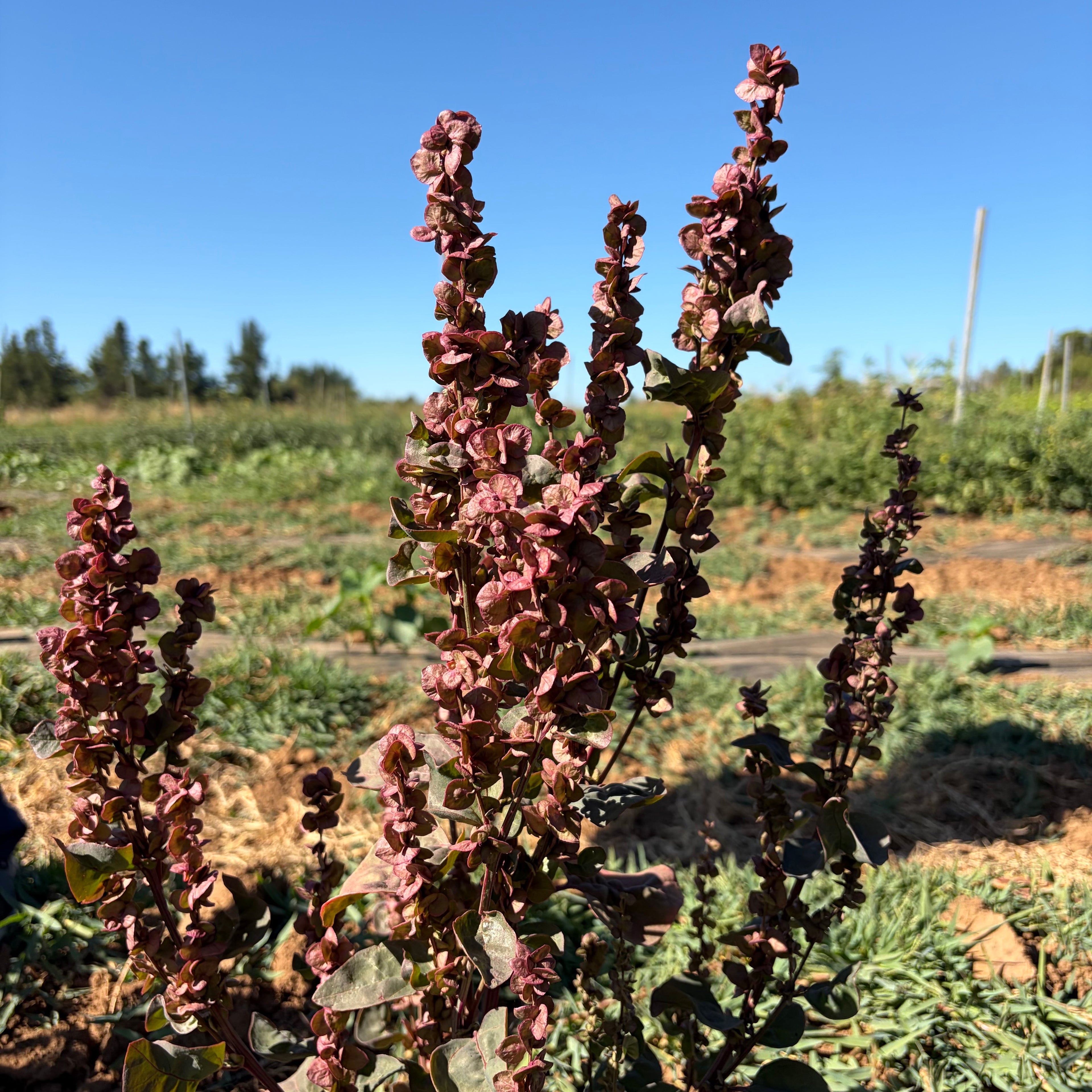 Semillas Orash, espinaca de montaña