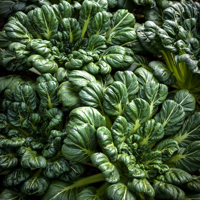 Semillas tatsoi verde