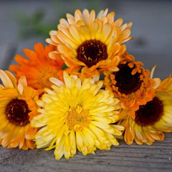 Semillas calendula  pacific mix