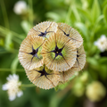 Semillas Scabiosa Paper Moon