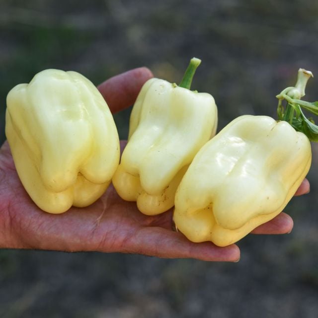 Semillas Pimenton Albino Bullnose