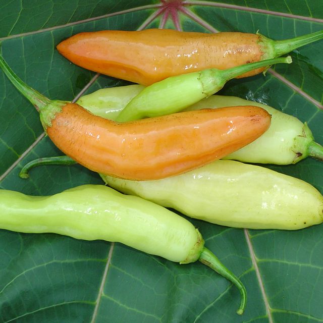 Semillas Aji Cristal