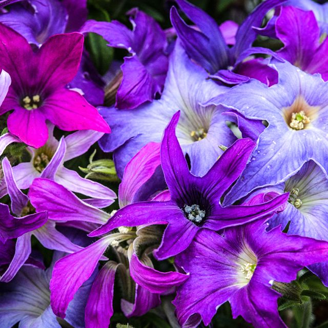 Semillas Petunia Sparkless
