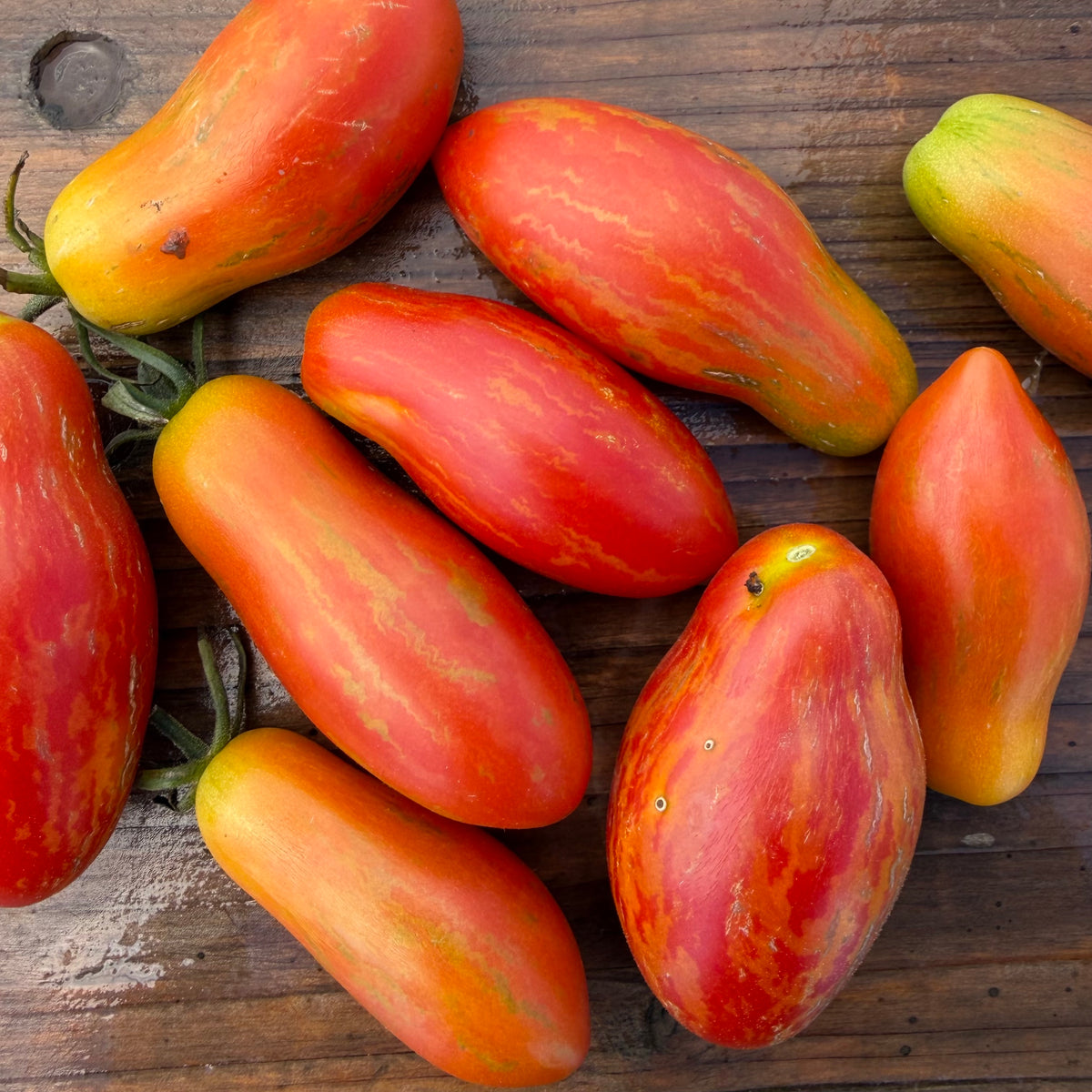 Semillas Tomate Prairie Fire