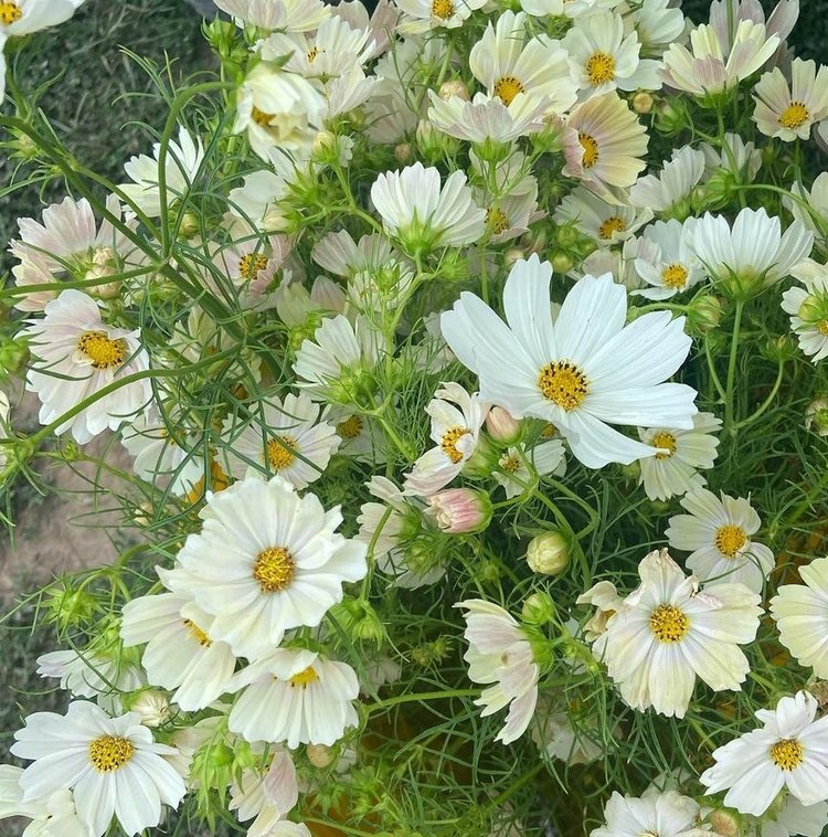 Semillas cosmos japanese kiiro