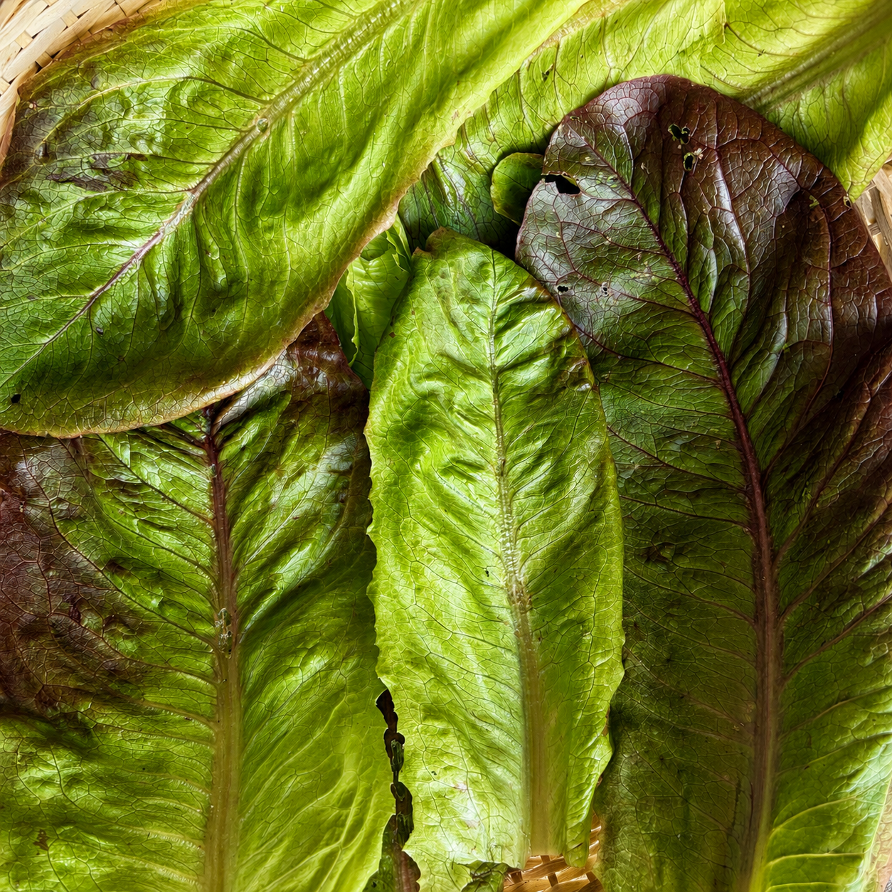 Semillas Lechuga Rouge d hivor