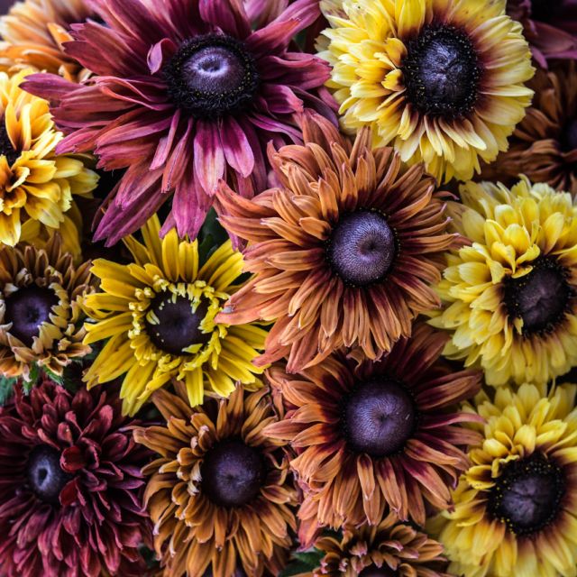 Semillas Rudbekia Sahara