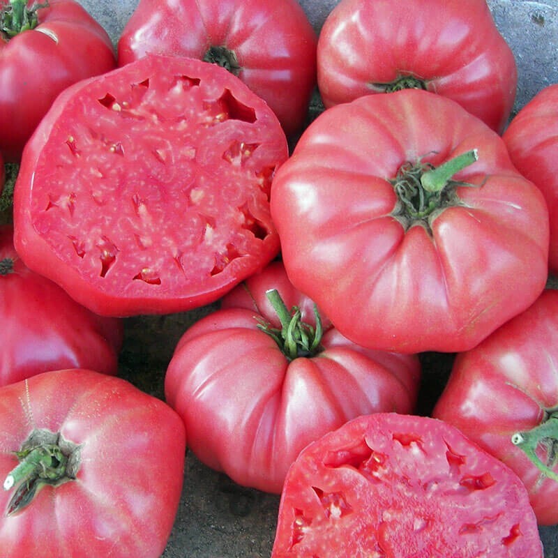 Semillas Tomate Rosado Mapuche
