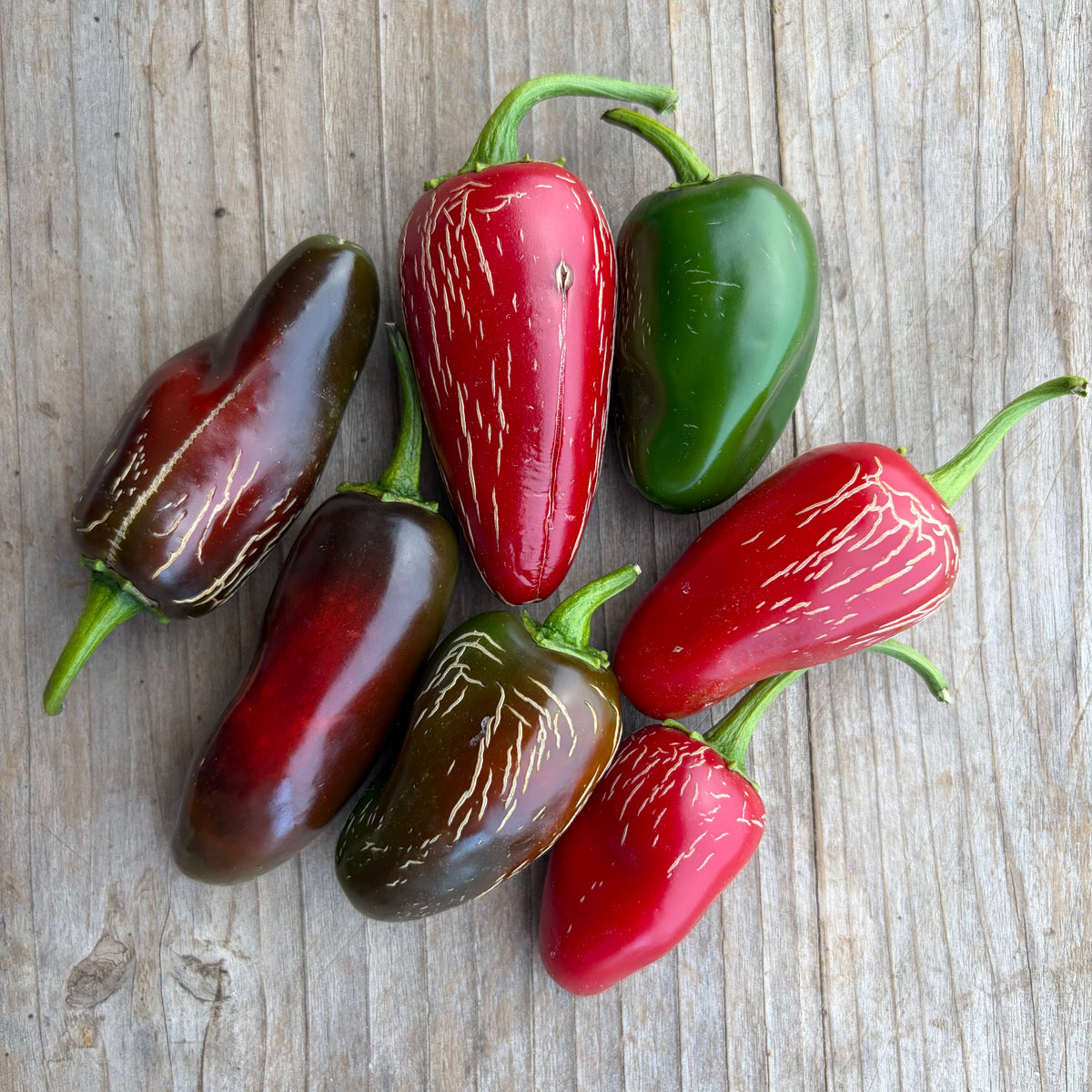 Semillas Aji tam jalapeño