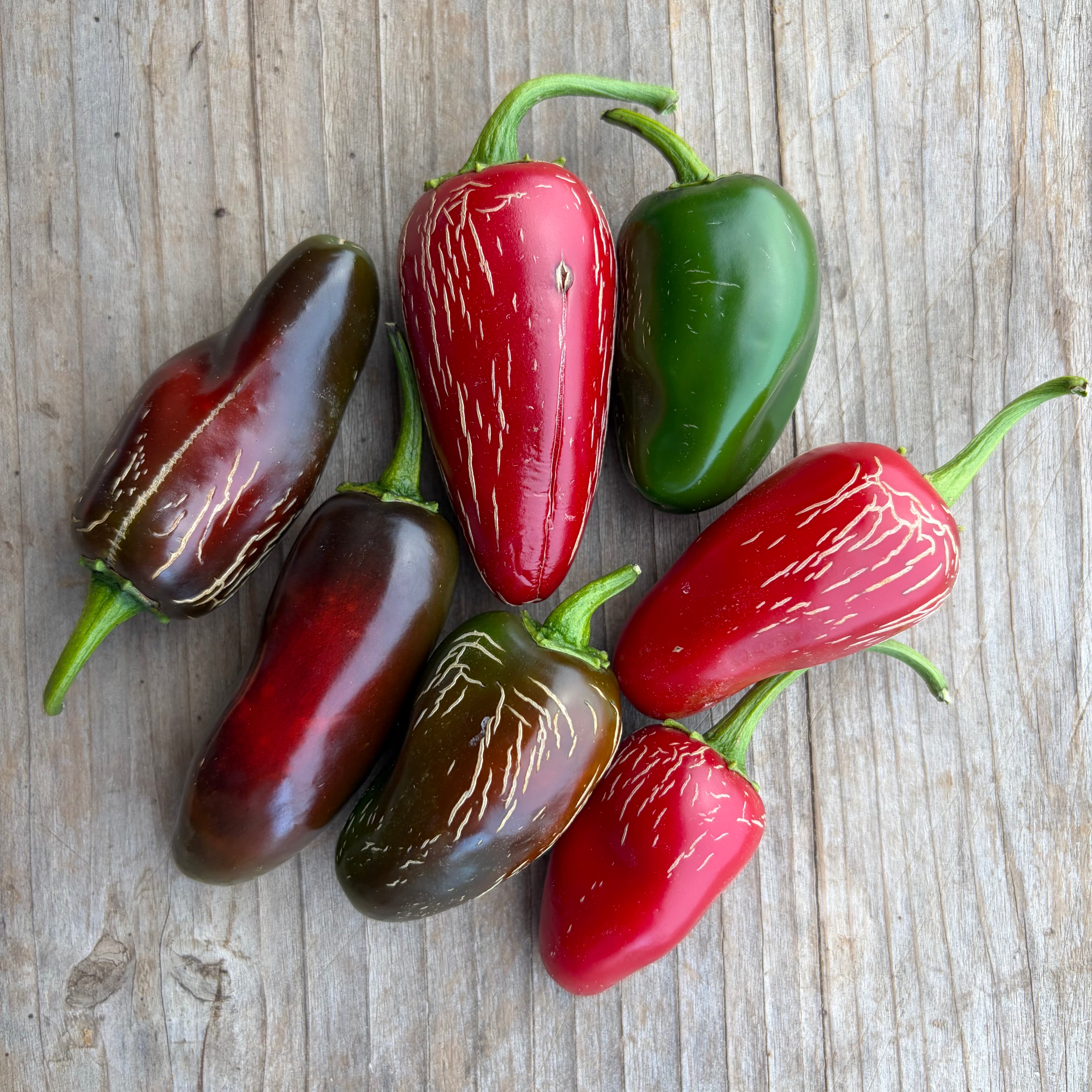Semillas Aji tam jalapeño
