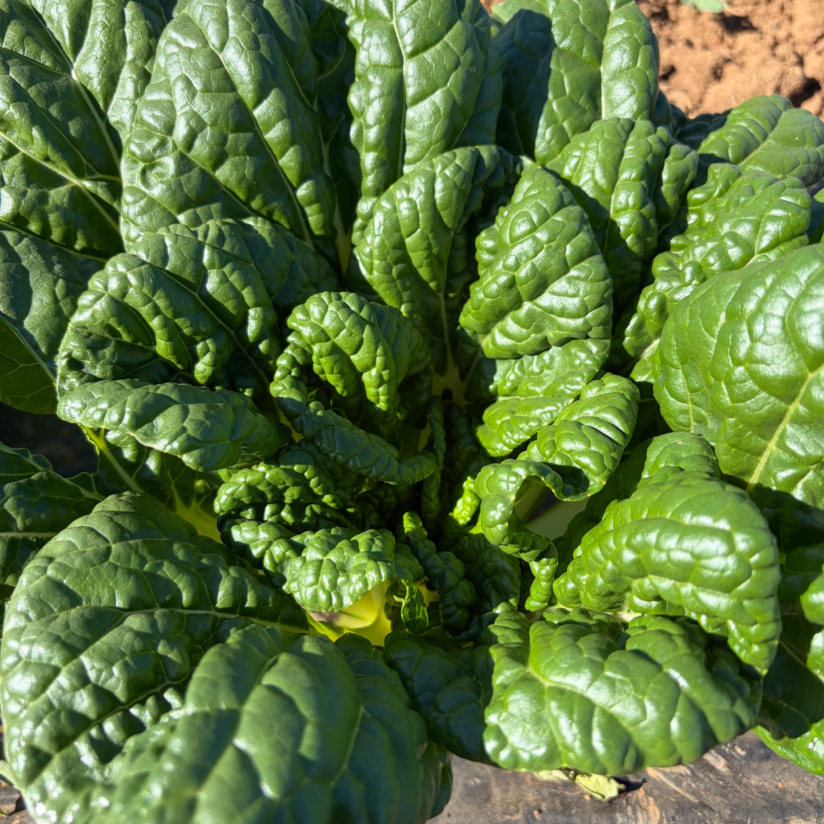 Semillas tatsoi verde