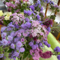 Semillas Ageratum Balls Mixed