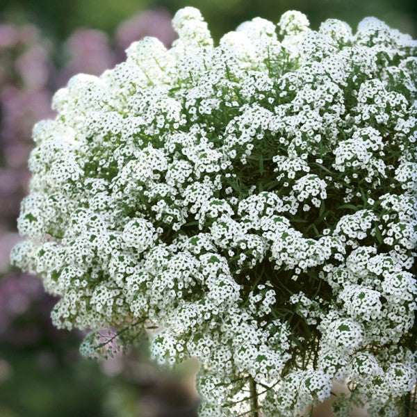Semillas Alissum Sweet Tall White
