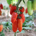 Semillas Tomate san marzano longo
