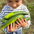 Semillas Pepino Tokio Green