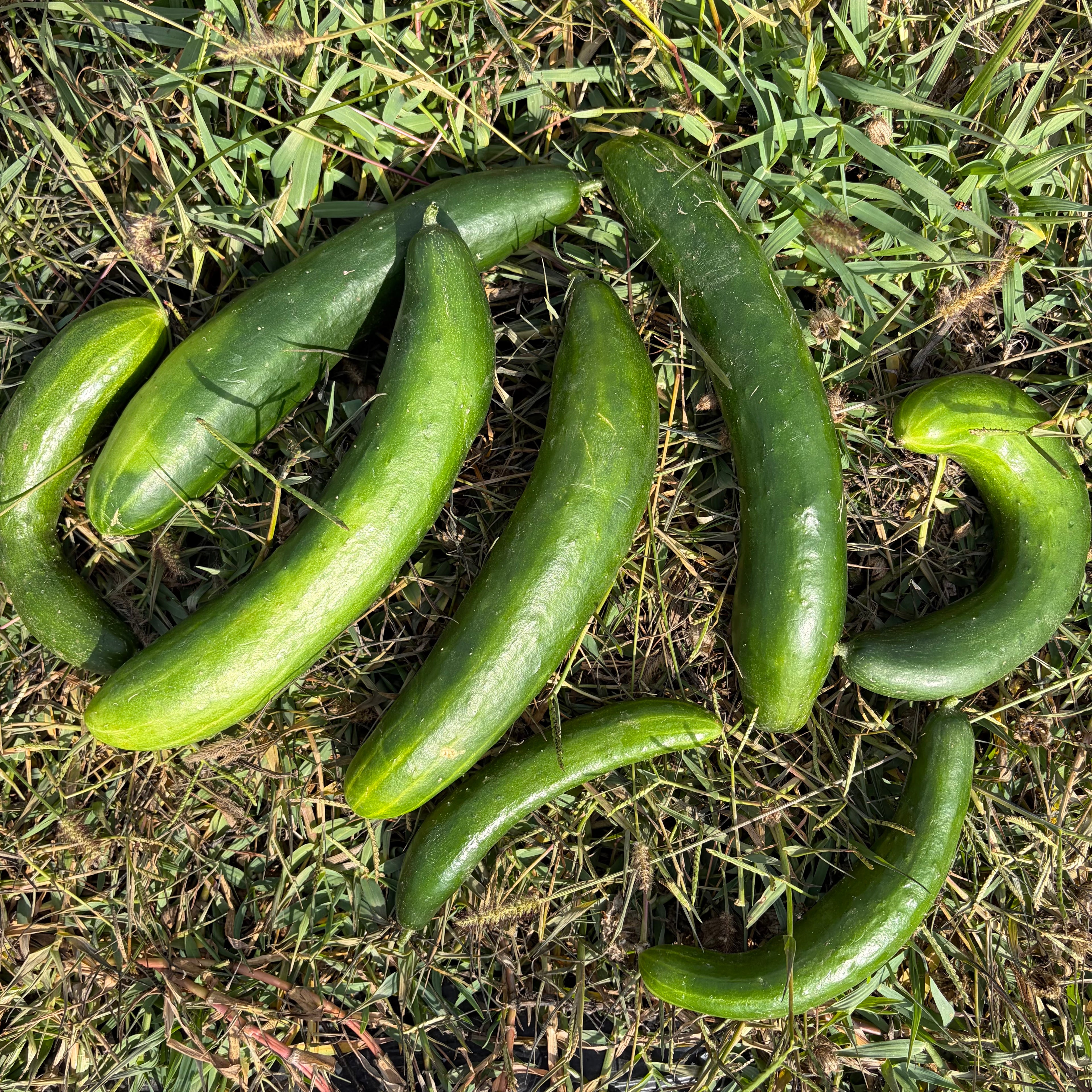 Semillas Pepino Tokio Green