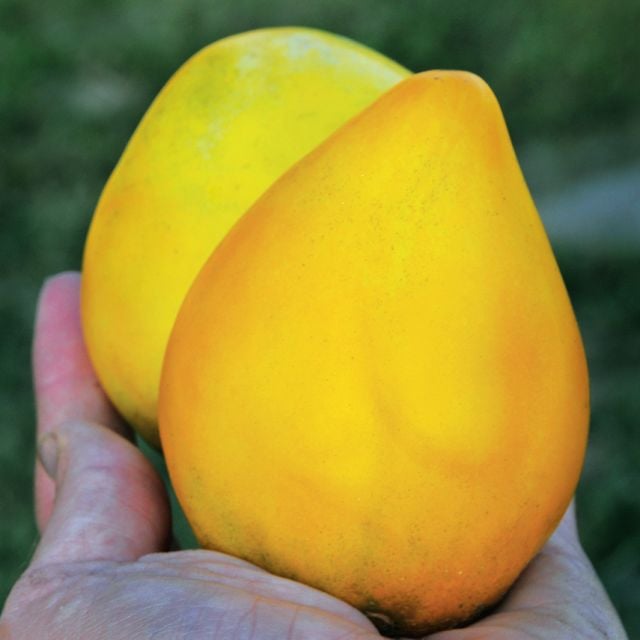 Semillas Tomate Golden King Siberian
