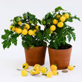 Semillas Tomate gourmandise