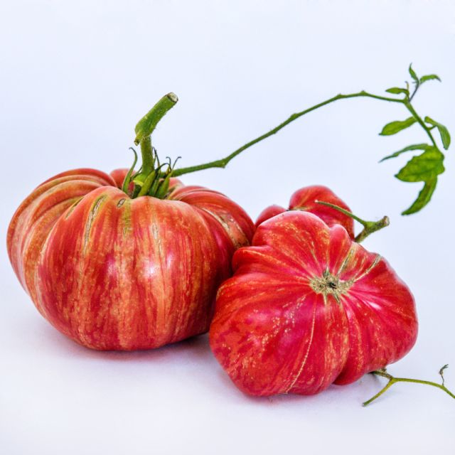 Semillas Tomate pink jazz