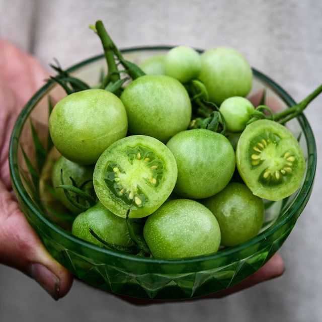 Semillas Tomate Green doctor