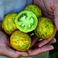 Semillas Tomate green zebra