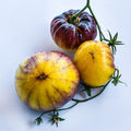 Semillas Tomate Sart Roloise