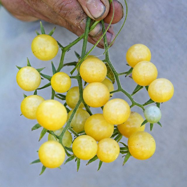 Semillas Tomate White Currant