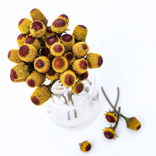 Semillas Toothaches Bull Eyes